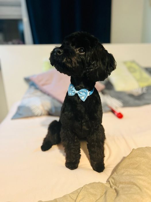 Samczyk Maltipoo F1 z Rodowodem