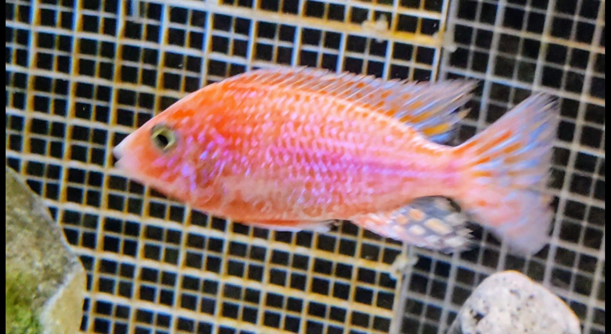 Aulonocara  Dragon Blood macho