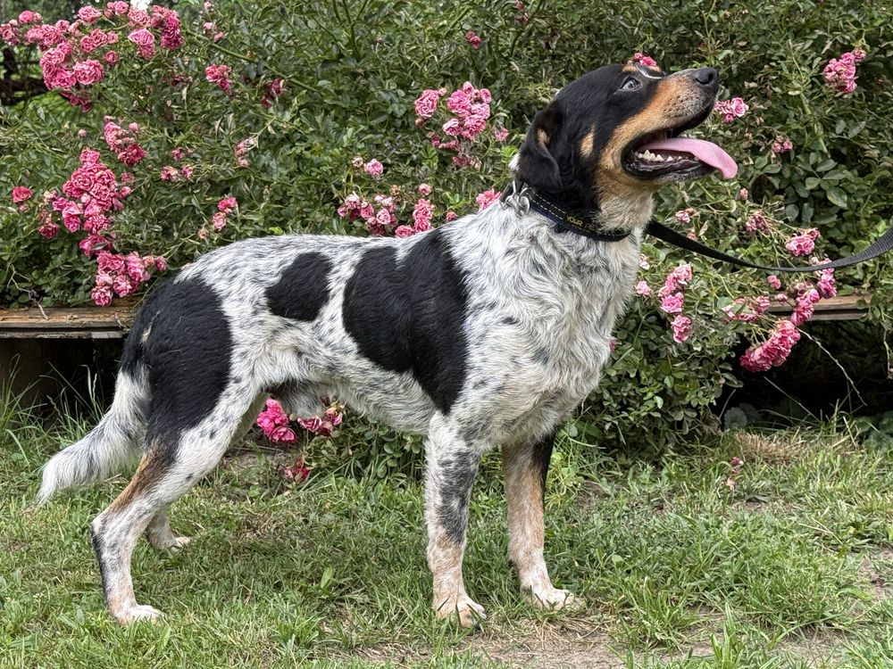 Dwa wyrzucone psiaki blagaja o dwoje adopcje!