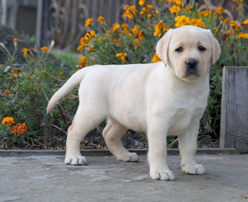 Лабрадор ретривер КСУ