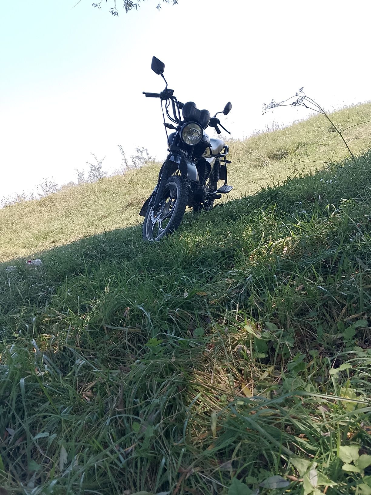 Альфа мустанг дінго