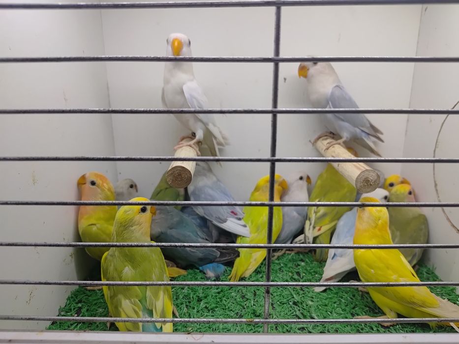 Papugi - papużki nierozłączki czerwonoczelne - młode 2025