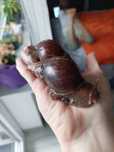 Ślimaki lissachatina fulica, Achatiny, ślimaki tropikalne, afrykańskie