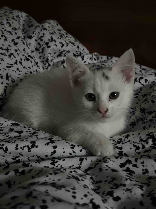 Котик 2 міс., Миколаїв