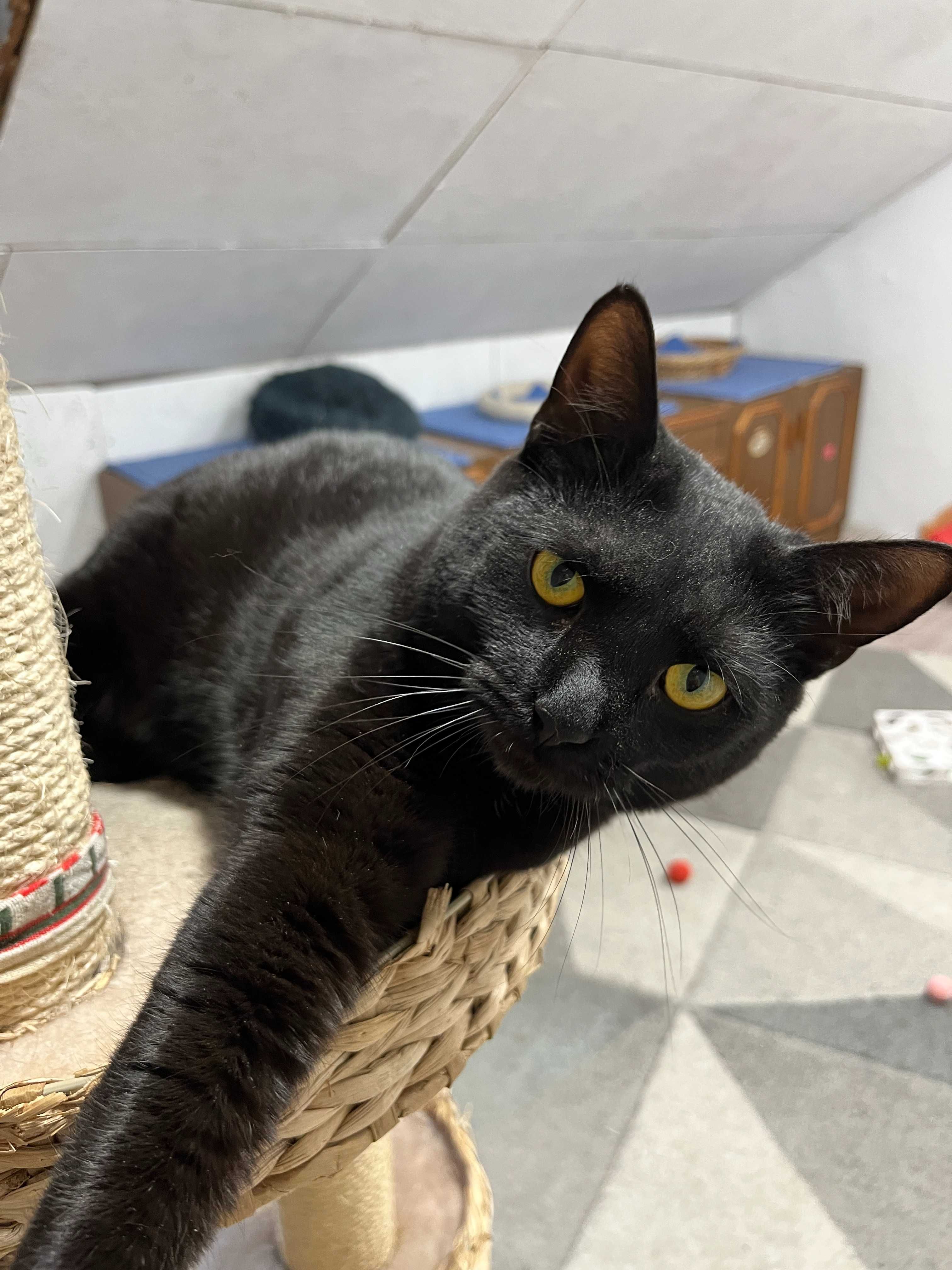 Hania, Frania, Zuzia, Rózia, Matylda siostrzyczki do adopcji