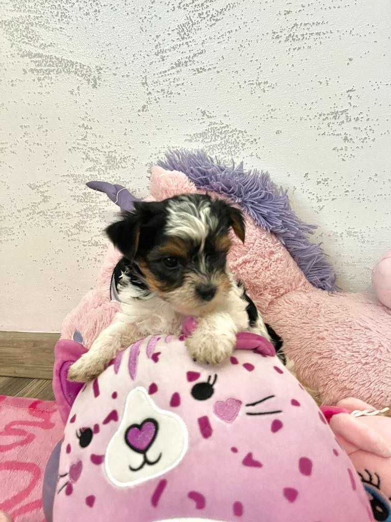Yorkshire Terrier Biewer