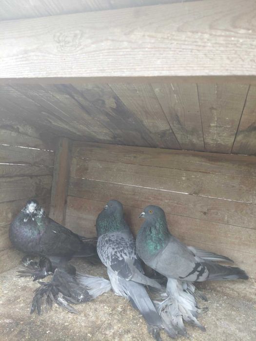 sprzedam gołębie