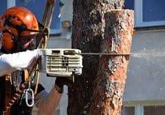 Wycinanie drzew, czyszczenie działek, usuwanie krzaków, samosiejek