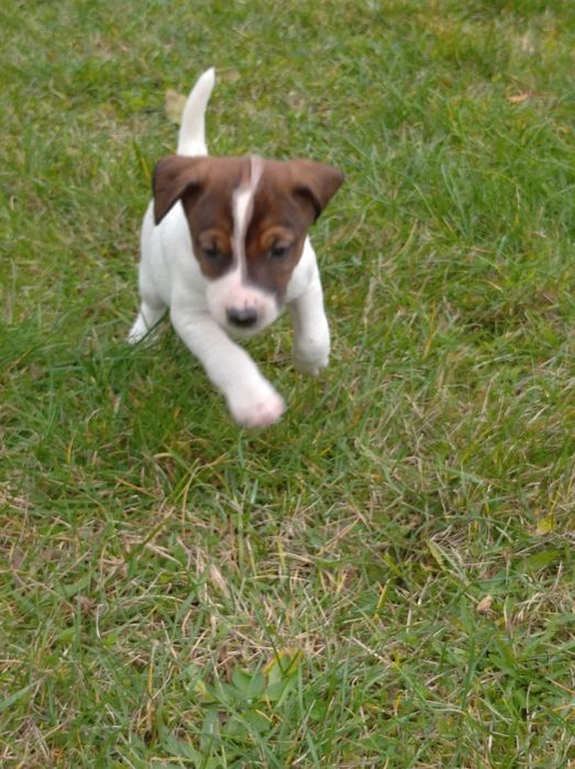 Jack Russell terier