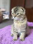 Продам шотландских котят