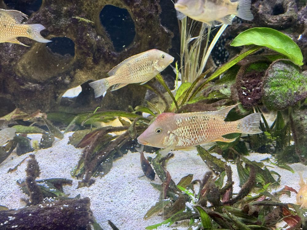 Ziemiojad Steindachnera - Czerwonogłowy Geophagus