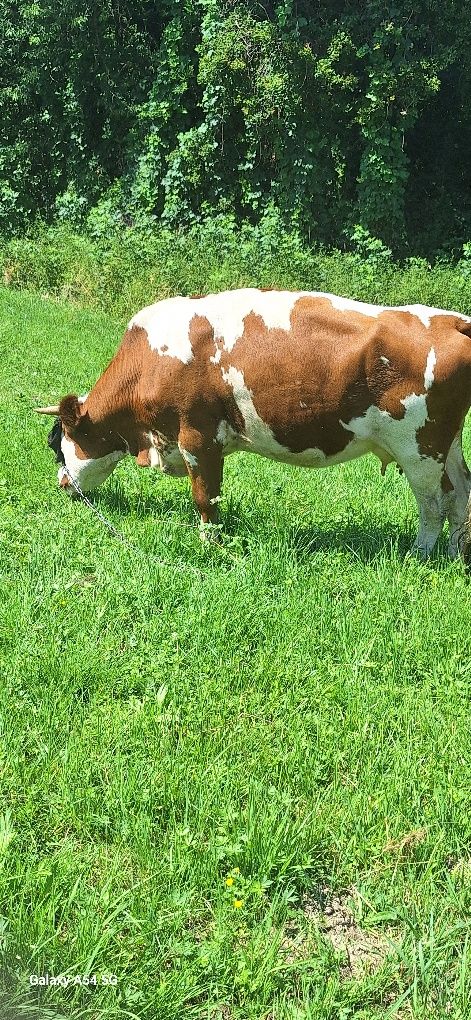 Krowa mleczna cielna