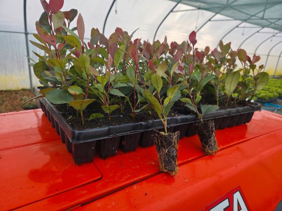 Sadzonki Głogownik Photinia Redrobin multiplat 104 szt