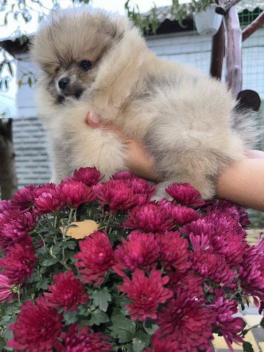 Шикарний міні мішка