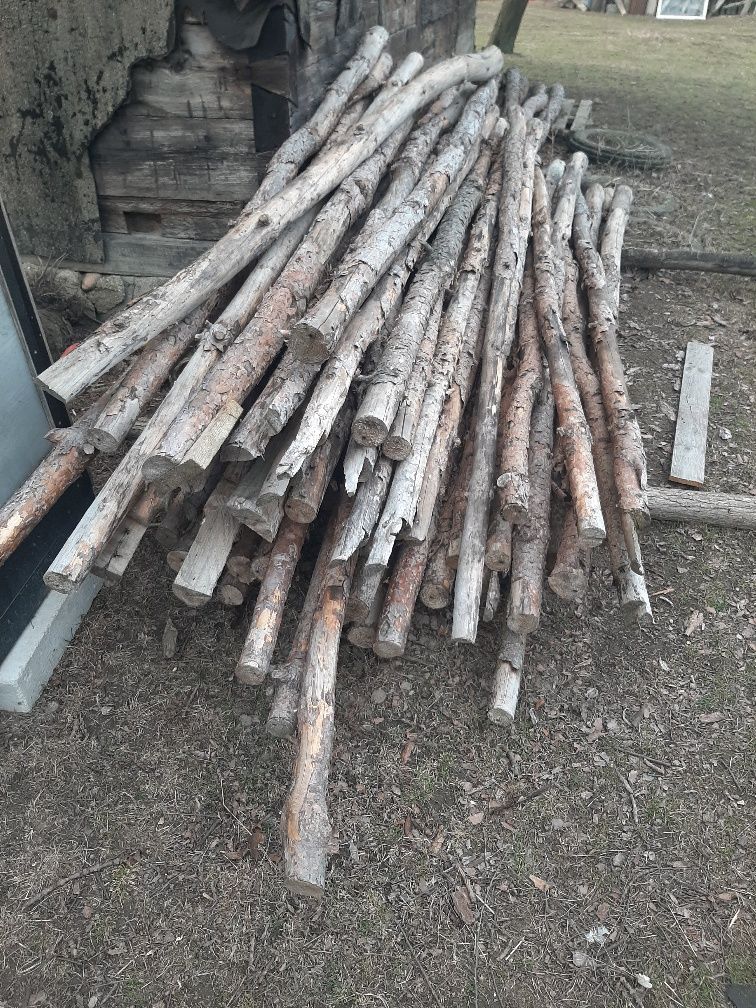 Stręmple drzewa 100 sztuk