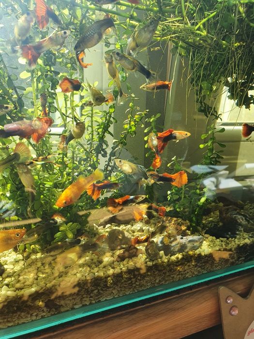 Małe gupiki rybki akwariowe własna hodowla