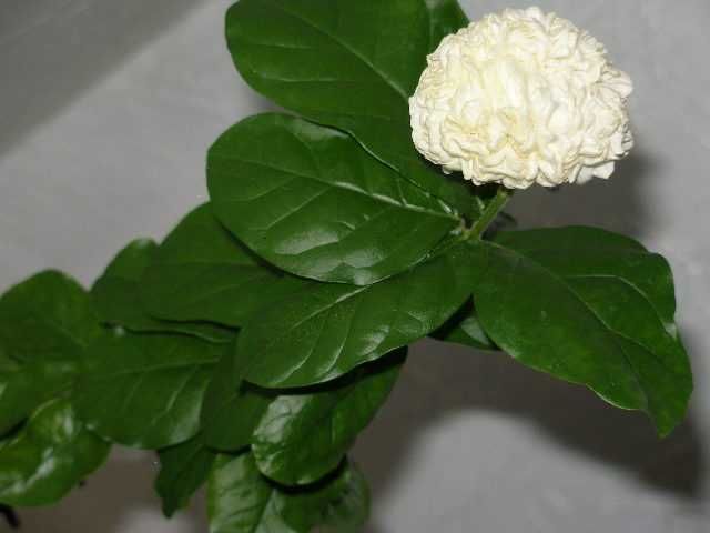 жасмин махровый Гранд Дюк