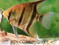 Żaglowiec skalar Leopolda - Pterophyllum leopoldi - DOWÓZ, WYSYŁKA