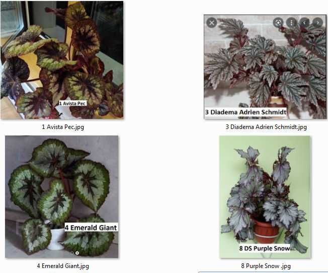 Бегония  декоративно-лиственные бегонии