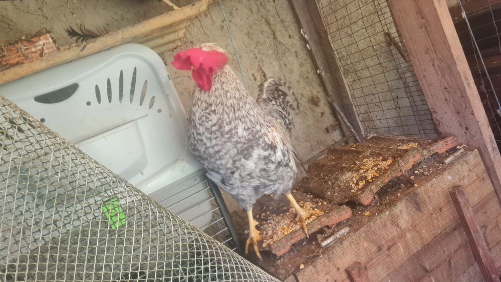 Galo Cream Legbar puro