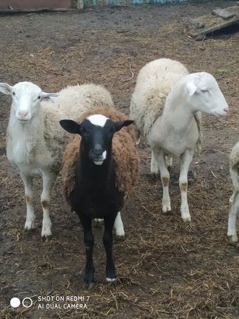Продам овець. Різних порід.