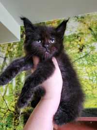 Piękna,czarna koteczka Maine Coon