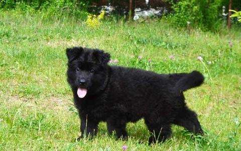 Німецька вівчарка розплідник КСУ