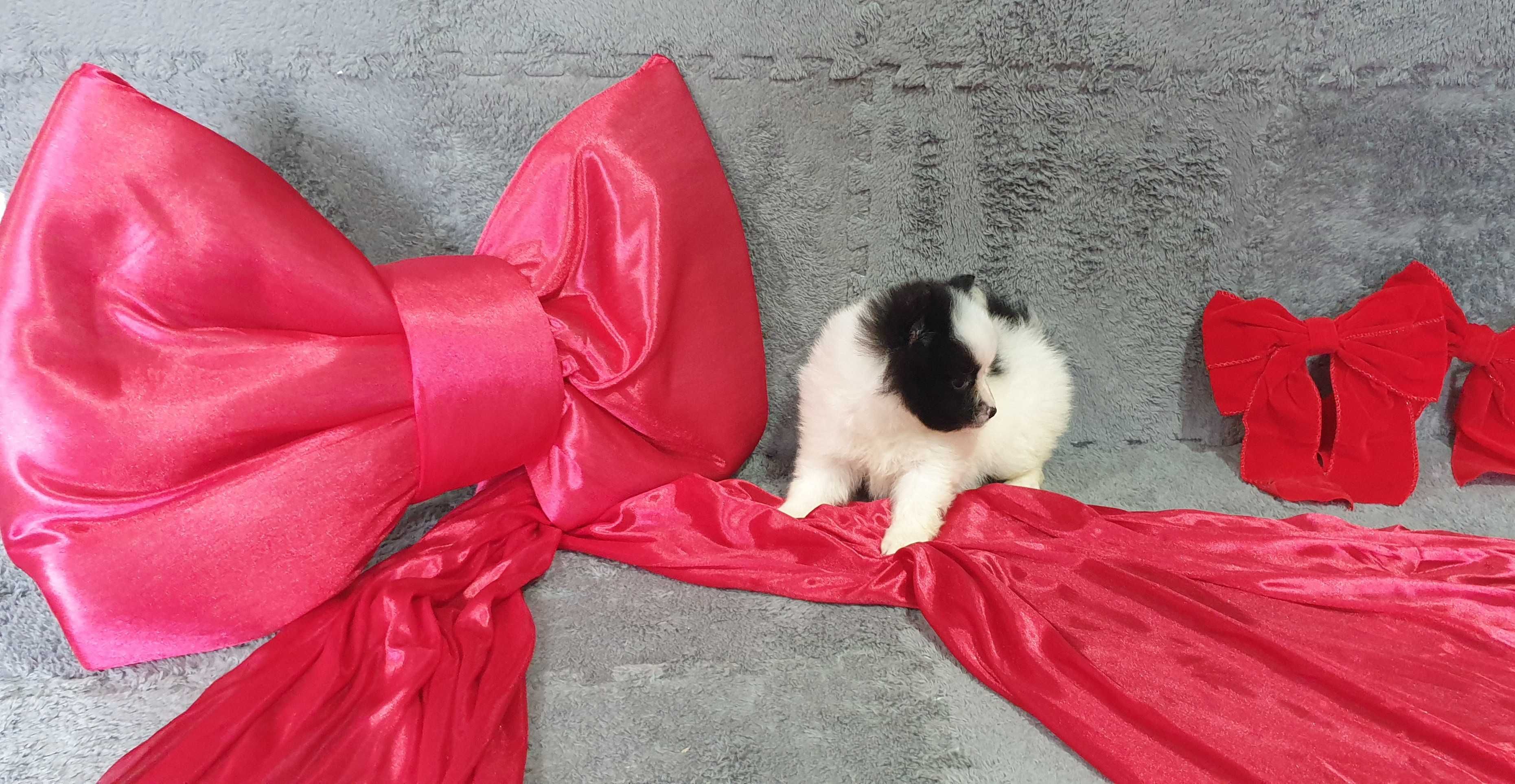 spitz alemão anão/lulu da pomerania