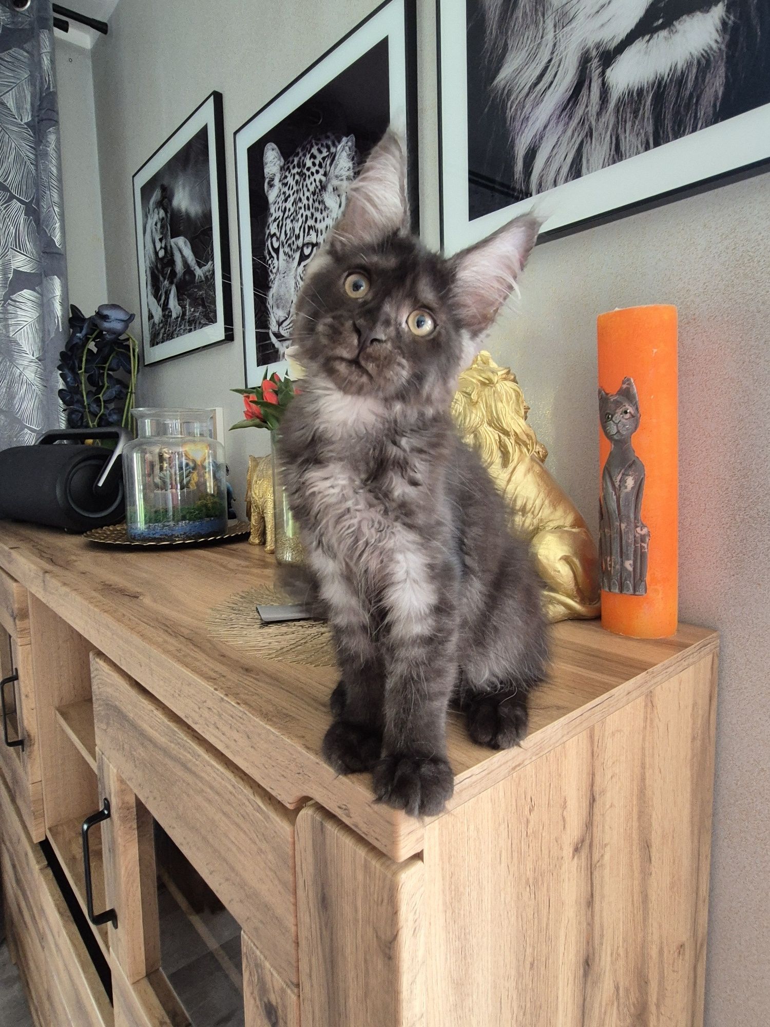 Cudna kotka Inka Maine Coon FPL