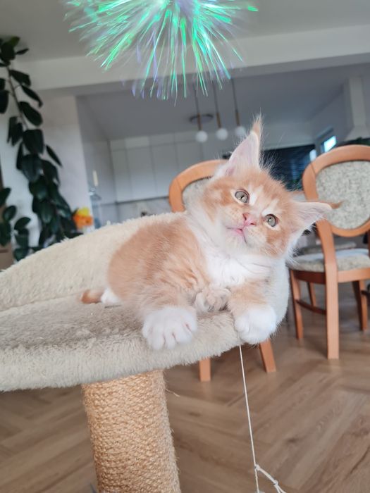 Maine coon Kocurek Astro