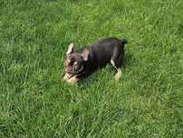 Buldog francuski piesek