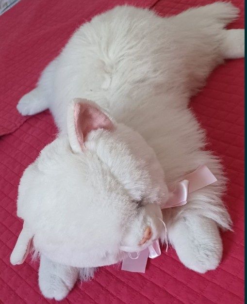 Peluche Gato branco