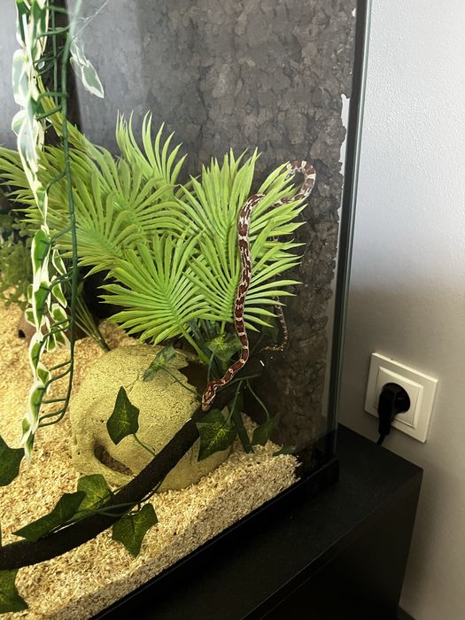 Waz zbozowy classic (samica) z terrarium