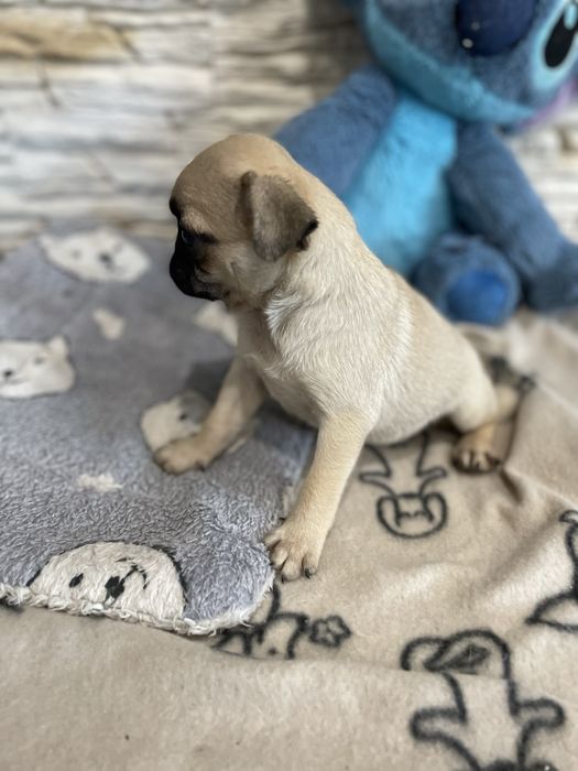 Mops  rasowa śliczna sunia