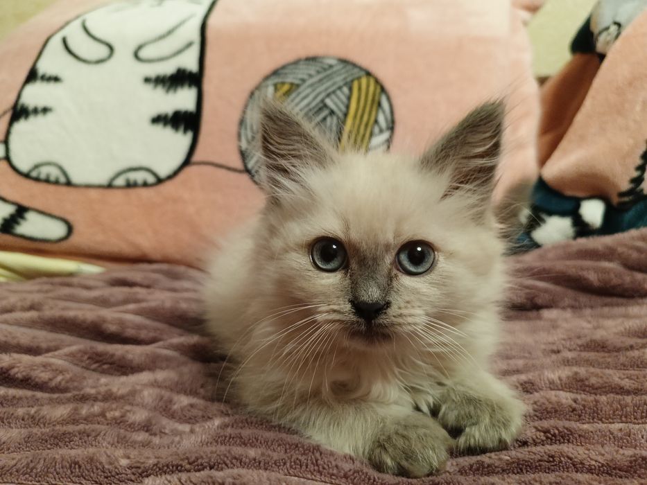 Котята Невские Маскарадные