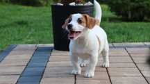 PIESEK Jack Russell Terrier ZKwP FCI  /badania genetyczne