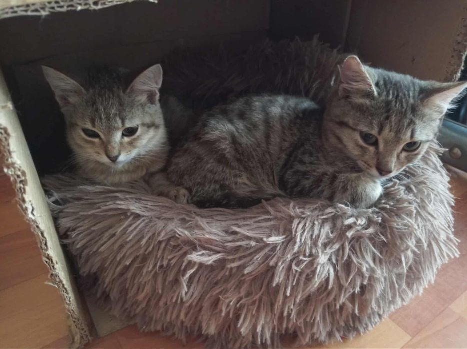 Суми. Кошеня. Шукає родину маленька принцеса