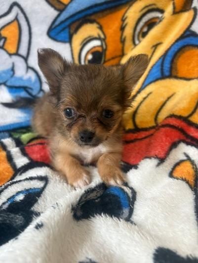 Chihuahua długowłosa