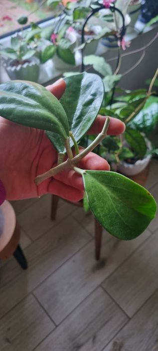 Hoya Pachyclada cięta w trakcie ukorzeniania