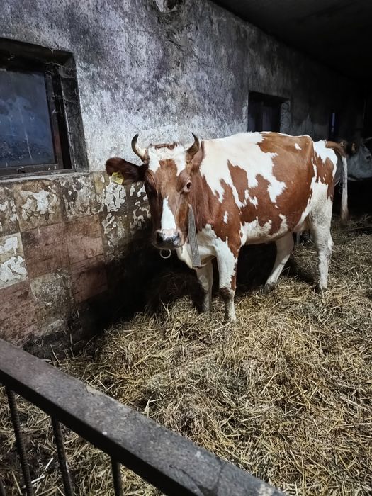 Sprzedam jałówkę wysokocielną