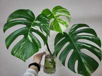 Monstera variegata szczyt