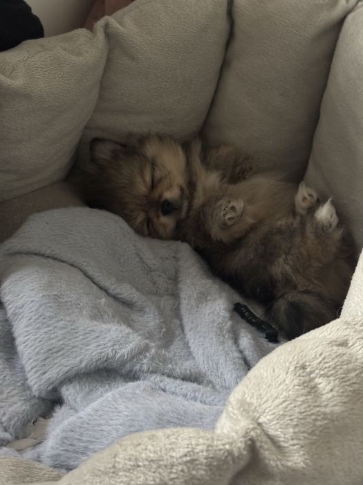 Szpic miniaturowy pomeranian suczka