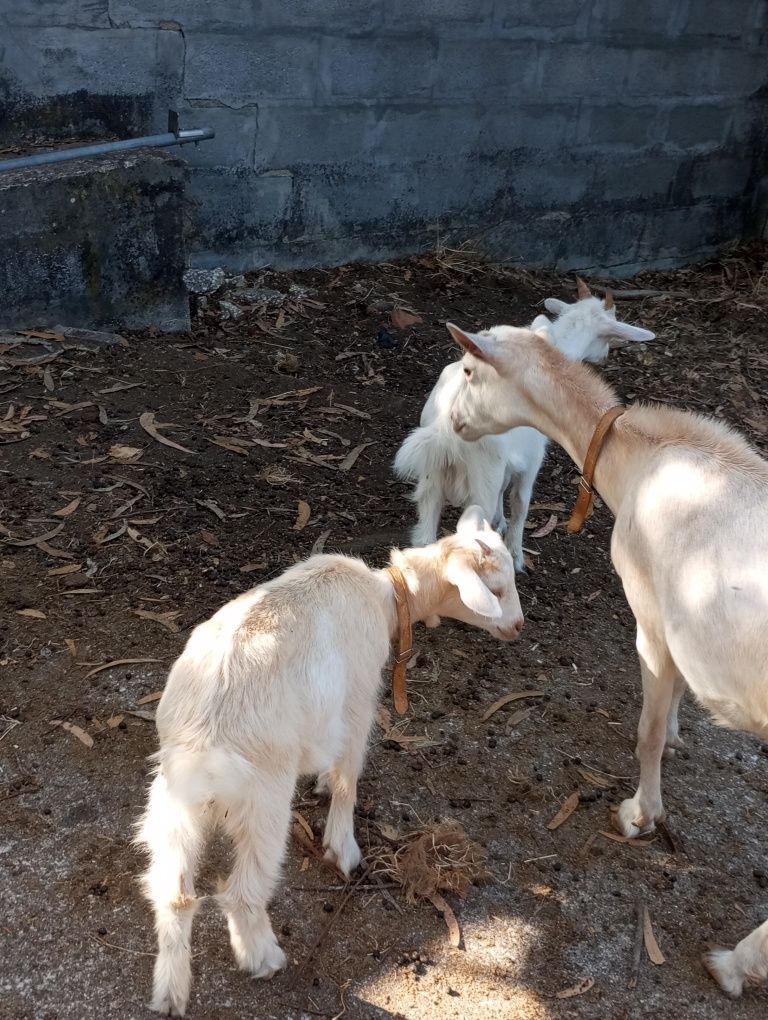Casal cabritos sannem puros