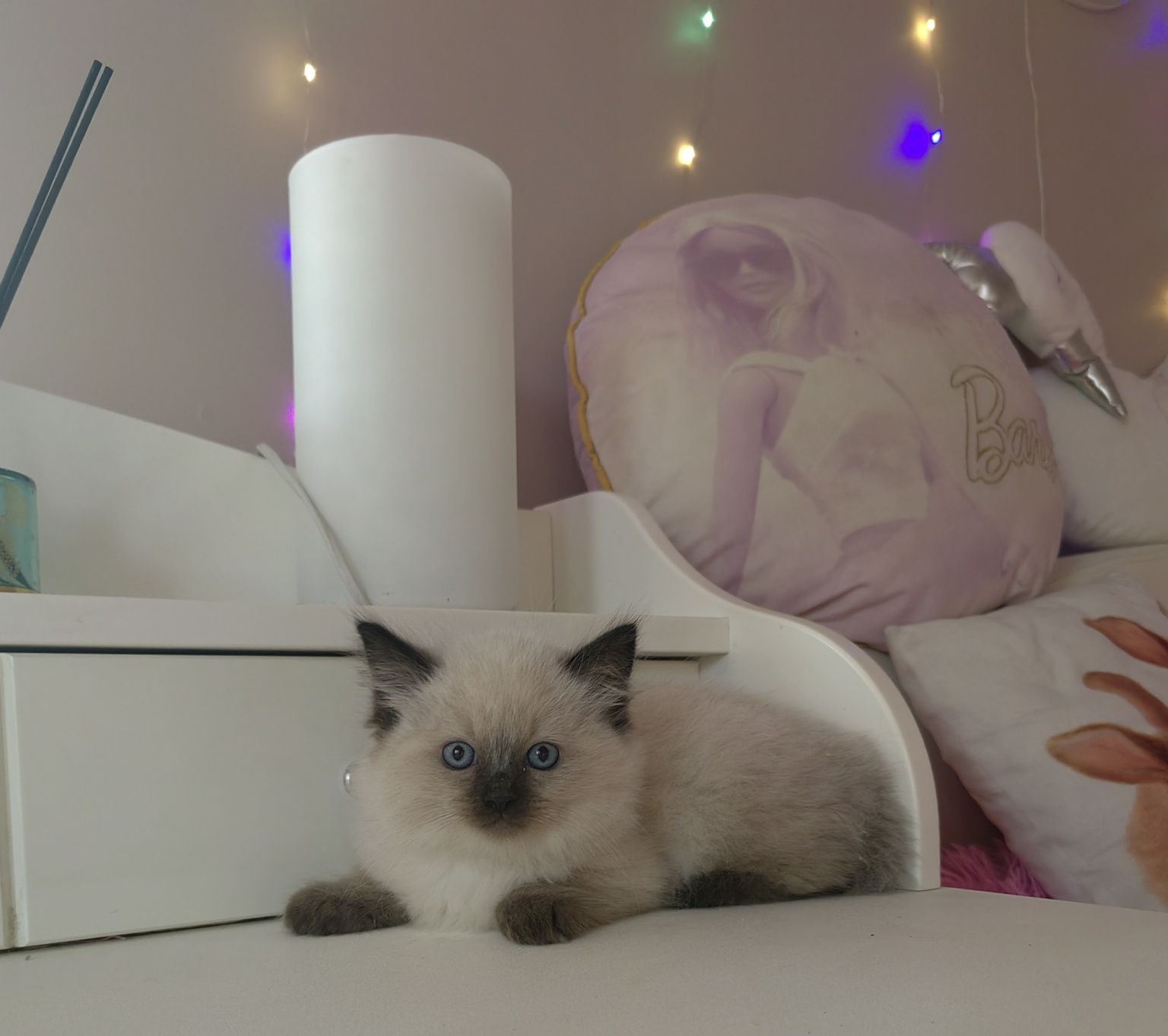 Kocurek ragdoll seal point