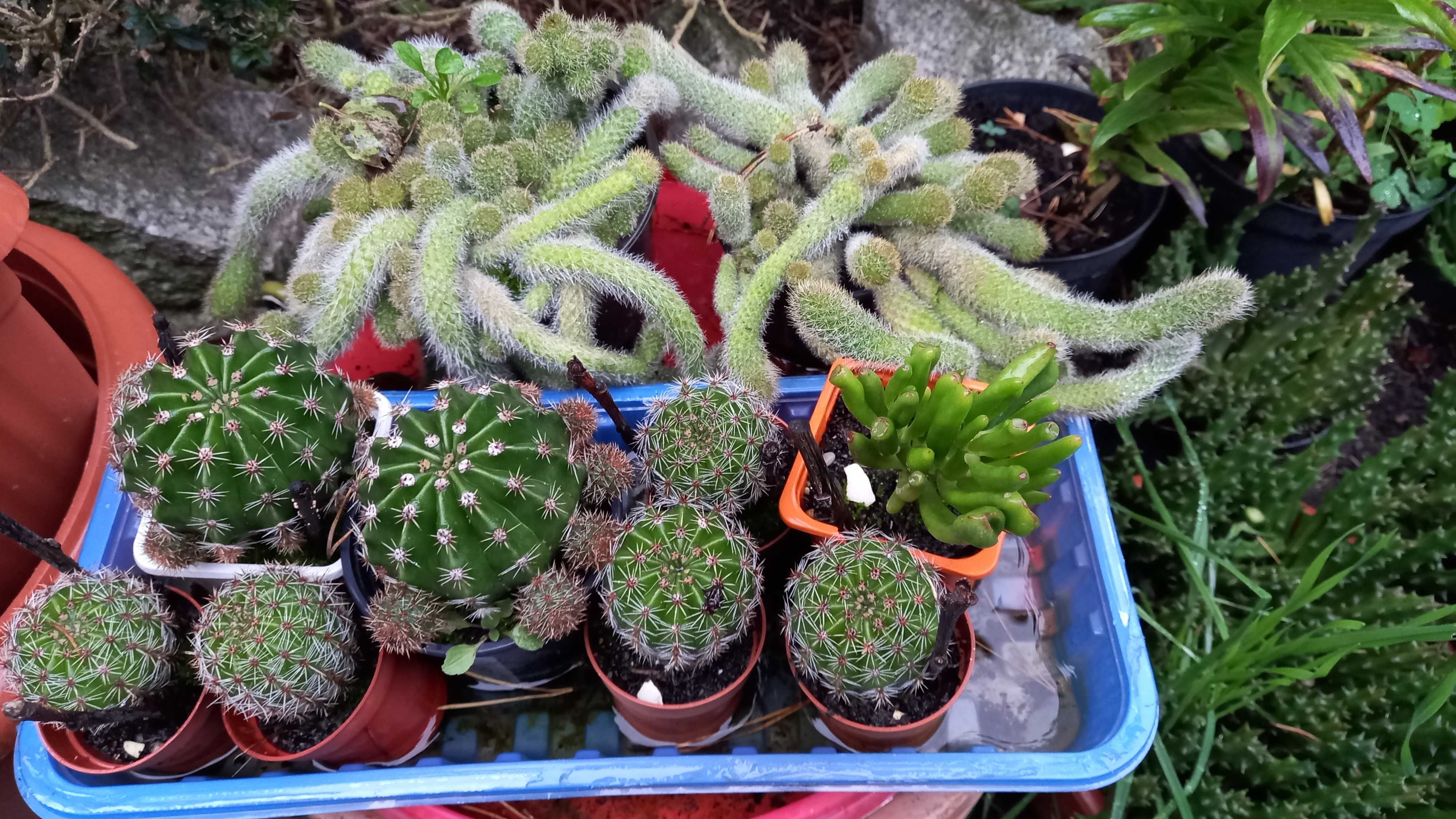 Stapelia/ Orbea Variegata/ Gwiazda szeryfa - duże sadzonki