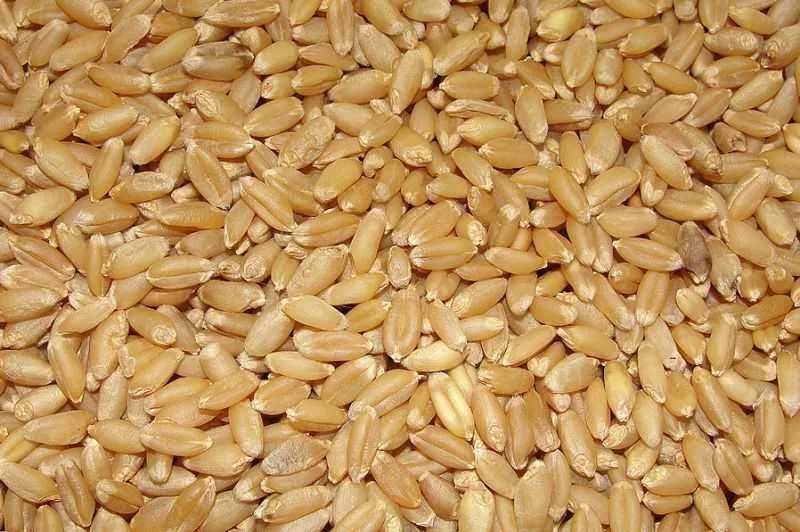 Owies jęczmień pszenżyto DO SIEWU worki 40/50 kg