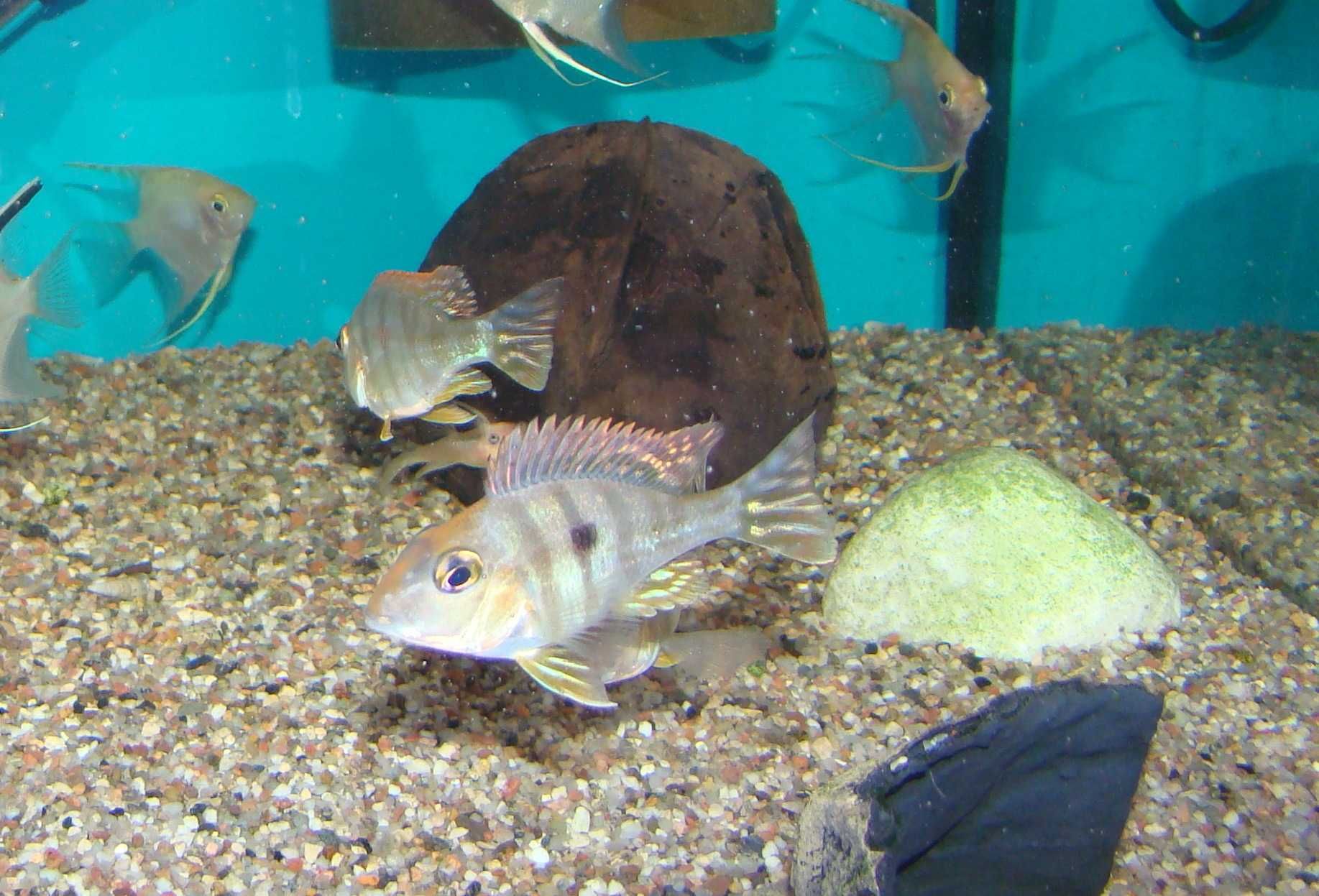 Ziemiojad red head tapajos