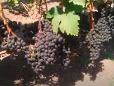 Саджанці сортів винограду для виготовлення вина