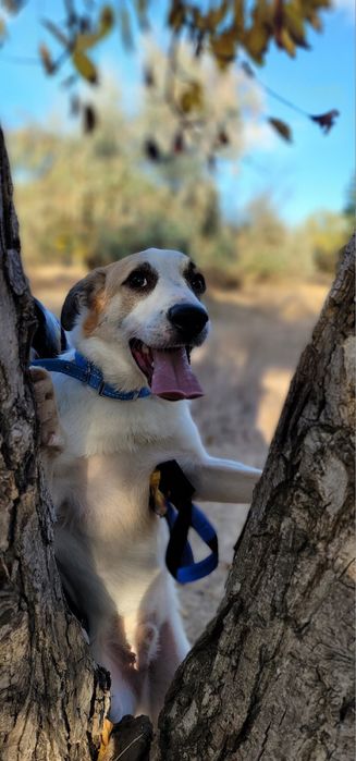 Бесплатно в добрые руки