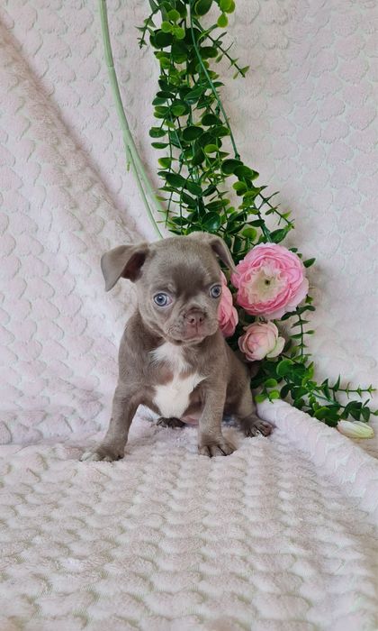 Excecional bonequinha lilac Chihuahua/Chiuaua. LinhagemRussa